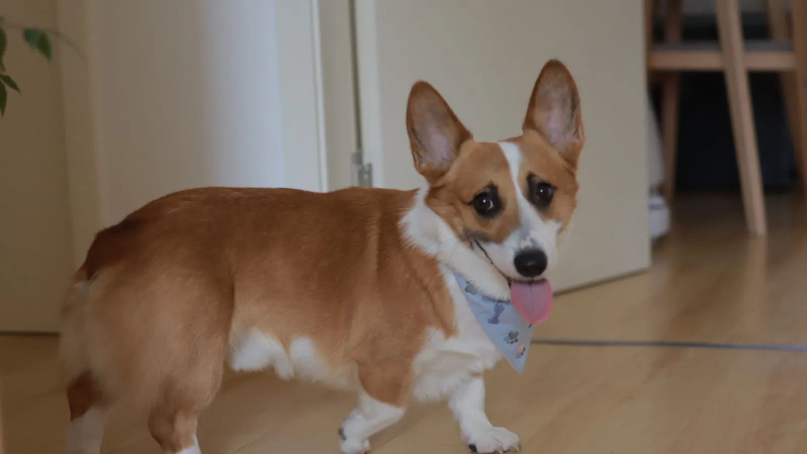 DIY Dog Bandana Tutorial（Free PDF)