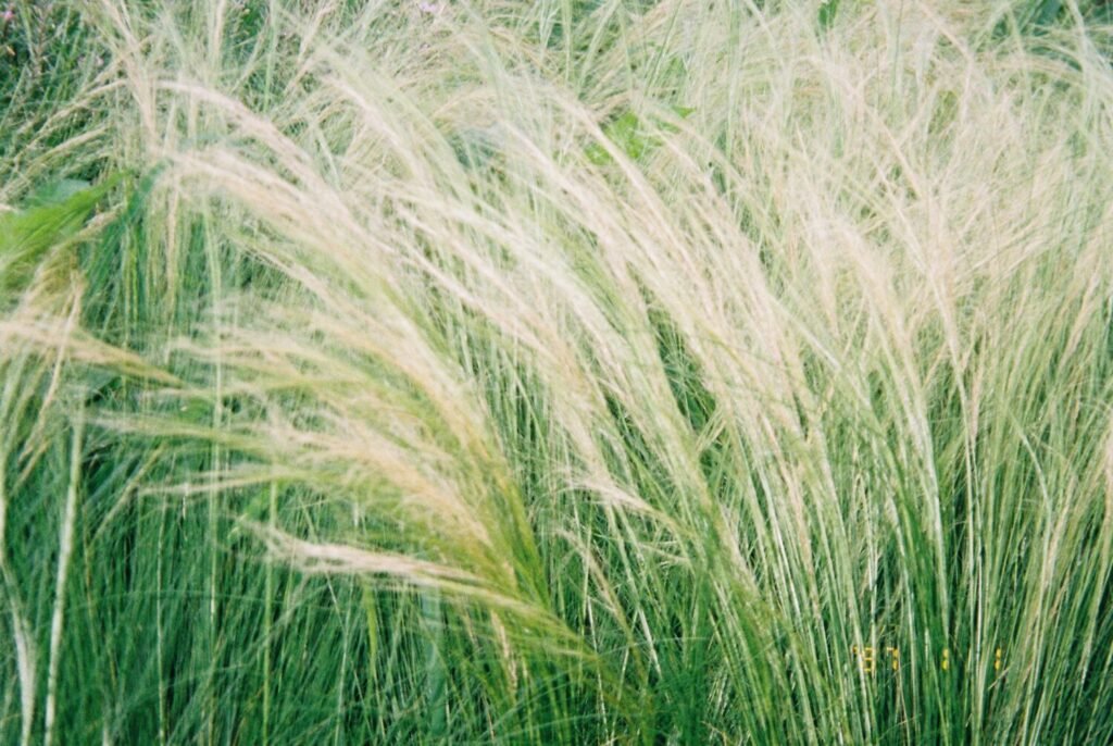 A close-up, soft-focus photo of delicate feather grass with pale, wispy tops and vibrant green stalks.