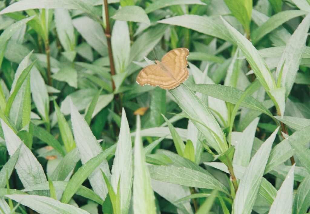 A Whisper Across Time: For the Art That Waits for Its Listener 000032