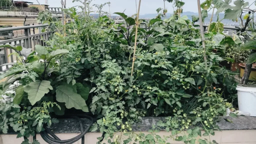 Why Do Chinese People Farm Everywhere? A Story of the Soil in Our Bones 640 (1)